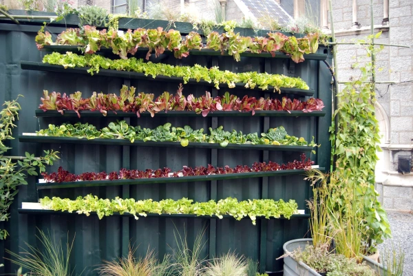 aeroponics